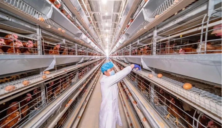 智慧畜牧業(yè)